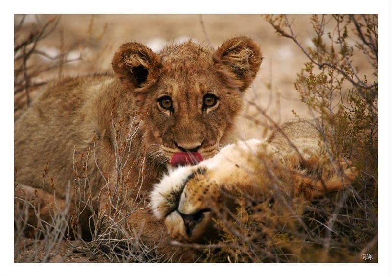 DE265 Wall décor art photographic on canvas wildlife cub and lioness